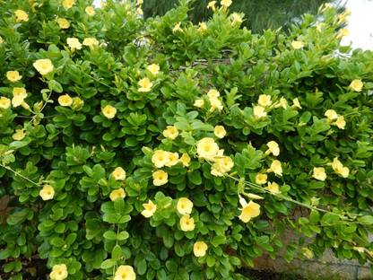 Siam Garden Yellow Mandevilla Vine Sapling
