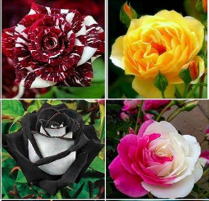 ROSEMERC 4 DIFFERENT ROSES 100 PER PACKET Seed Price in India - Buy ...