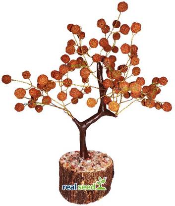 Real Seed Rudraksha Tree for Good Luck, Wealth & Prosperity, Blessing Tree Decorative Showpiece  -  21 cm