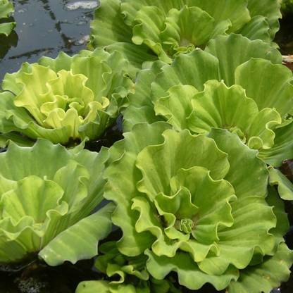 Siam Garden Ornamental Water Hyacinth/Water Lettuce