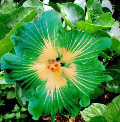Priyathams Imported worlds rare GREEN HIBISCUS PLANT Seed