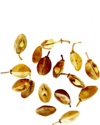 Indian Frankincense Tree Seeds Boswellia Serrata Seeds Indian Olibanum Seeds Indian Frankincense Tree Seeds Boswellia Serrata Seeds Indian Olibanum Seeds