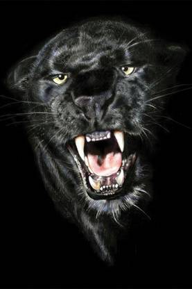 black panther animal Poster Paper Print
