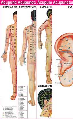 Acupuncture Points Chart - Meridians - Set Of 3