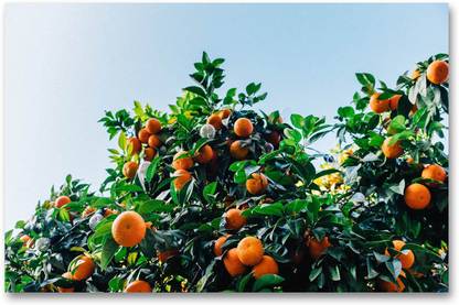 Wall Poster - Orange - Tree - HD Quality Wall Poster Paper Print