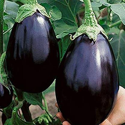 LIVE GREEN Brinjal, F1 HYBRID Seed