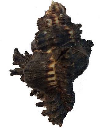 Aadigange Shani Shankh 3 inchs Blowing Shankh