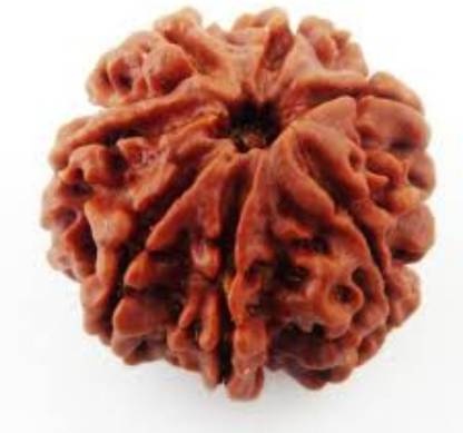 AJ 100% Original Nepali Seven Faced Rudraksh Pendant ( 7 Mukhi Rudraksha ) Silk Dori Pendant