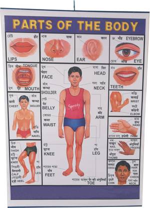 CRAFTWAFT'S BODY PARTS ROLLING CHART (24X20INCH) Photographic Paper