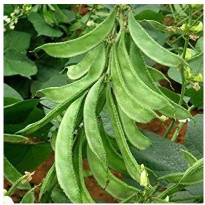 Paudha DOLICHOS Seed