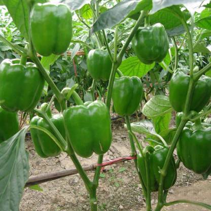 Paudha GREEN CAPSICUM Seed