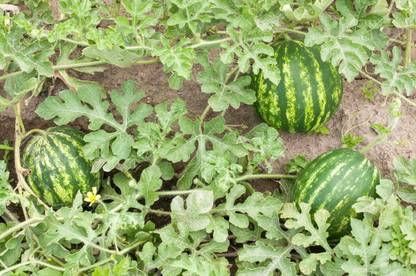 Paudha WATERMELON Seed