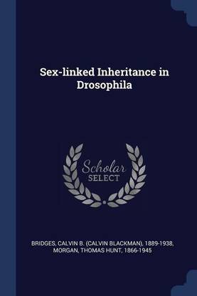 Sex-linked Inheritance in Drosophila