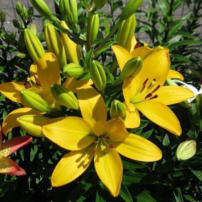 KOLKATA ORCHID ONLINE Asiatic Lily/Lilium Asiatica -PAVIA LILY - YELLOW Flower Bulbs - Pack of 10 Imported Bulb Hybrid Big Flower Bulb Seed