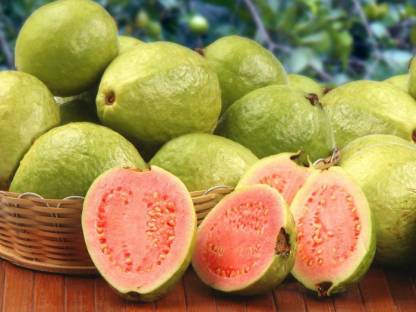 NV Guava Plant