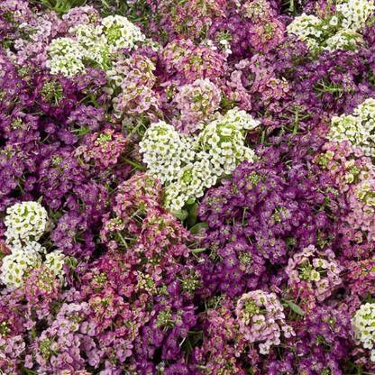 Mozette Exotic sweet allysum Seed