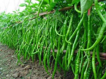 Greenly Imported Bonsai Hanging Green Chilli Plant Seed