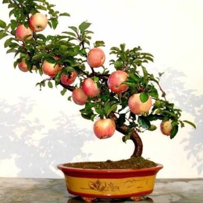 Greenly Bonsai Organic Fuji Apple Tree Seed