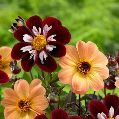 OJOREY Mignon dahlias