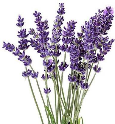 Heirloom Quality Imported Hybrid Lavender Seeds Pack of 50 Seed