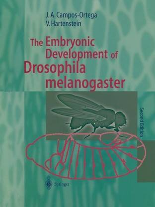 The Embryonic Development of Drosophila melanogaster