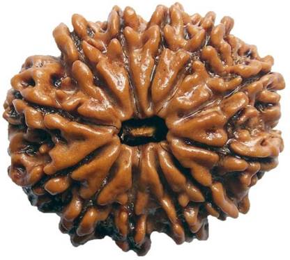 MITHILA Baarah Mukhi/ Twelve Faced Rudraksha - Lab Certified Wood