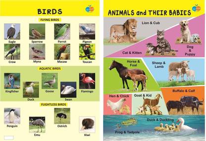 Birds Informative & Animal Babies Informative Poster For kids Paper Print  (10 inch X 18 inch) Paper Print