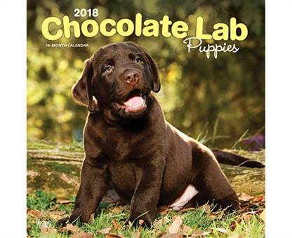 Labrador Retriever Puppies, Chocolate 2018 Wall Calendar