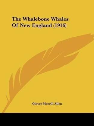 The Whalebone Whales Of New England (1916)