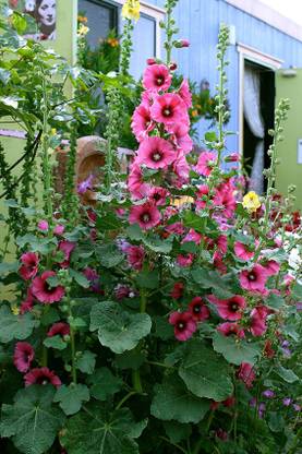 Paudha HOLLYHOCK Seed