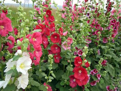 Paudha HOLLYHOCK Seed