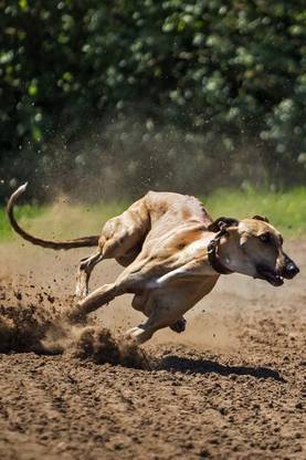 The Greyhound Dog Journal