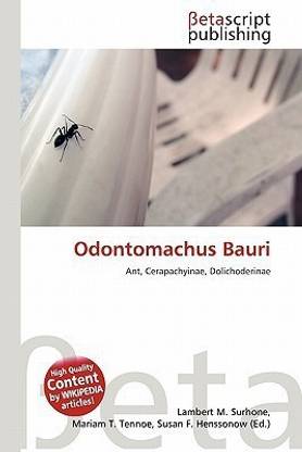 Odontomachus Bauri