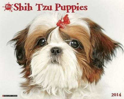 Shih Tzu Puppies