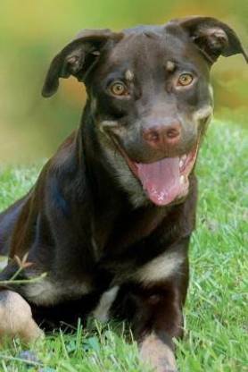 Smiling Rottweiler Dog Journal