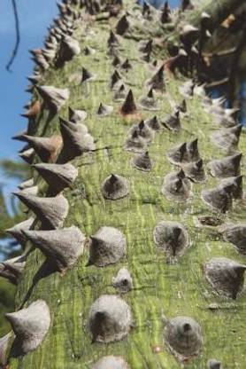 Ceiba Speciosa Close Up Barbed Silk Floss Tree Journal