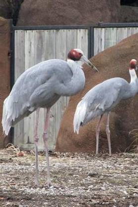 Sarus Crane (Grus Antigone) Bird Journal