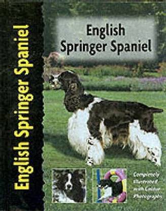 English Springer Spaniel