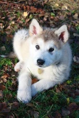 Alaskan Malamute Puppy Dog Journal