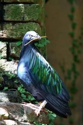 Nicobar Pigeon Journal