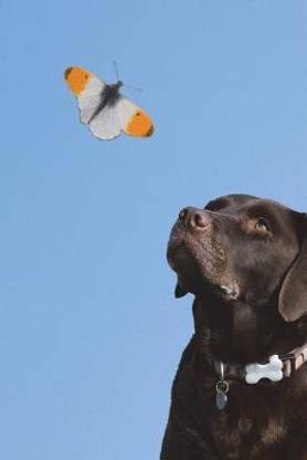 The Brown Labrador Retriever Journal