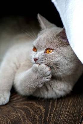 British Shorthair Cat Pondering the Things That Make You Say "Hmm" Journal