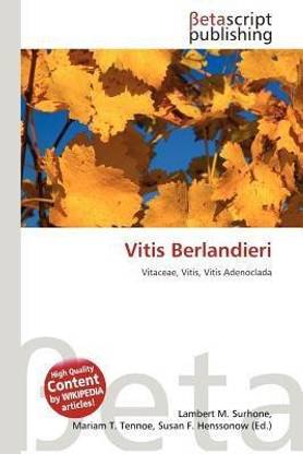 Vitis Berlandieri