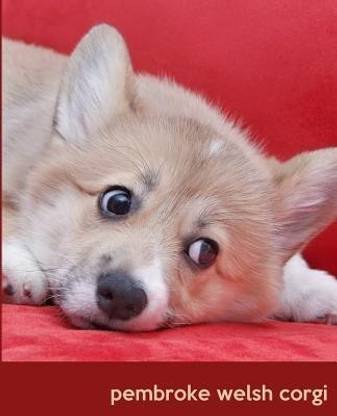 Pembroke Welsh Corgi