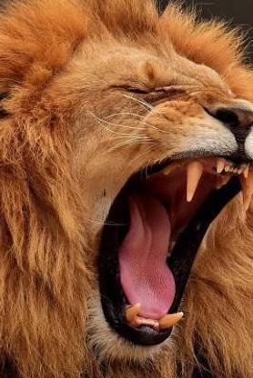 Huge Lion Yawning Journal