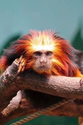 Golden Lion Tamarin Monkey Journal