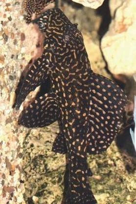 Glyptoperichthys Joselimaianus Golden Spot Pleco Journal