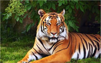 HK Prints 45 cm Roar Tiger sticker - Tiger stickers - Tiger sticker for room - tiger - Tiger wall stickers Self Adhesive Sticker
