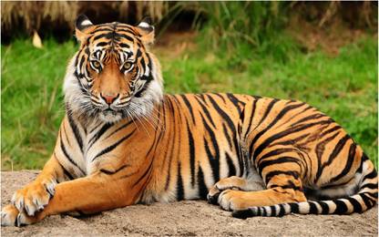 HK Prints 45 cm Roar Tiger sticker - Tiger stickers - Tiger sticker for room - tiger - Tiger wall stickers Self Adhesive Sticker
