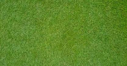 IndianAgro Lawn Grass Bermuda Grass Carpet Grass Seed